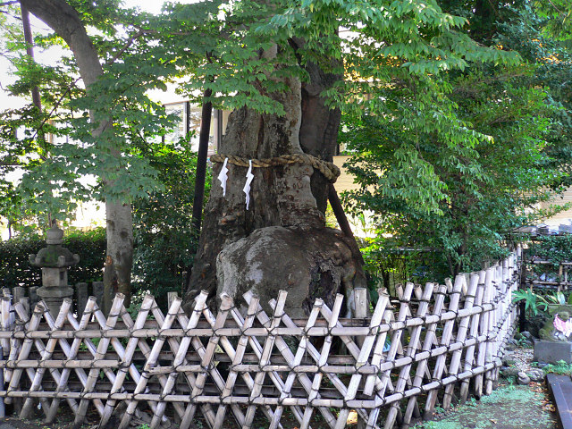 練馬白山神社の大ケヤキ（階段上）