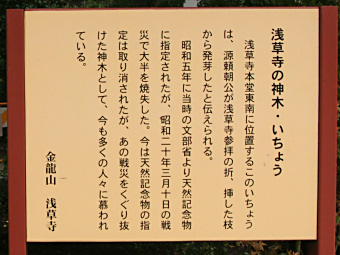 浅草寺のイチョウ説明板