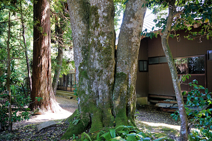 円光寺のモチノキ