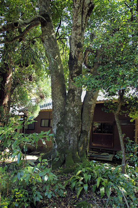 円光寺のクロガネモチ