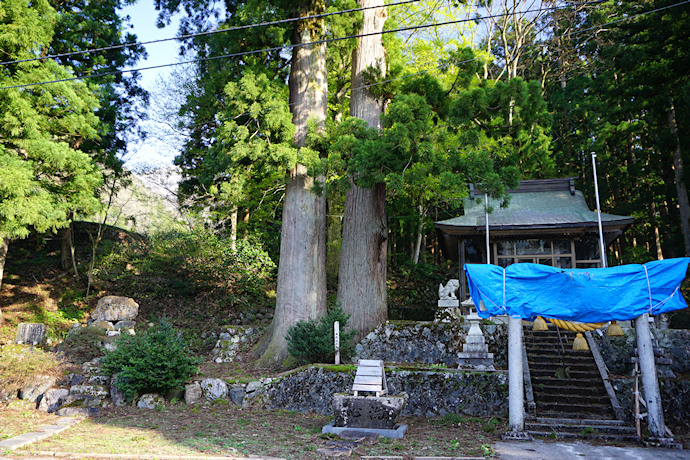 東赤尾の夫婦杉