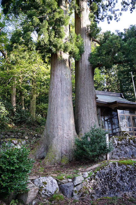 東赤尾の夫婦杉