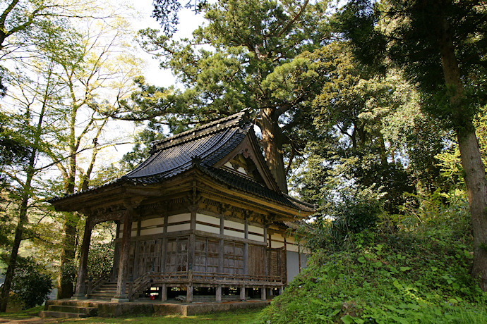 五柱社の大杉