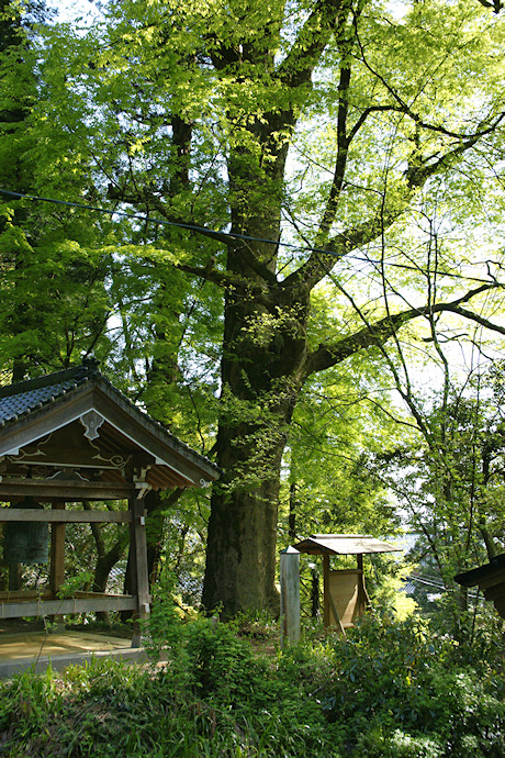 上日寺のケヤキ