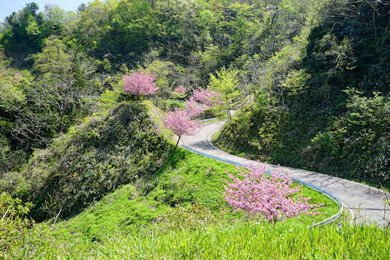 老谷の大つばき　道路の八重桜