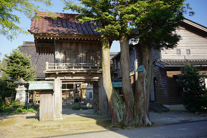 願性寺のサワラ