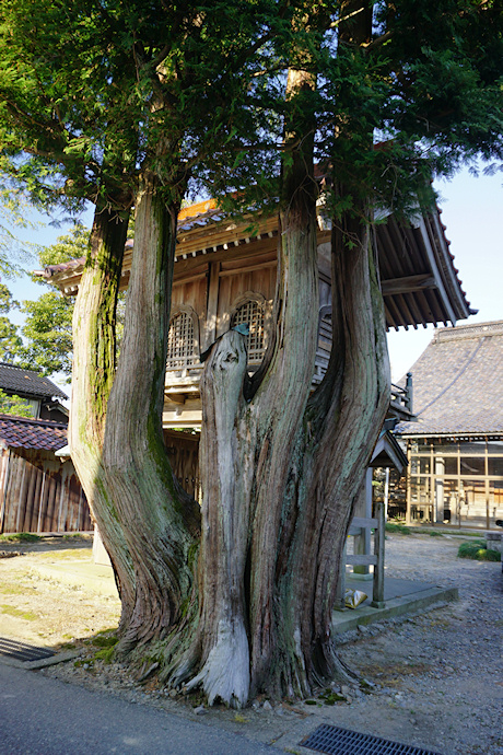 願性寺のサワラ