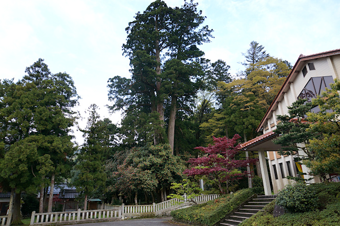 八幡神社の大杉