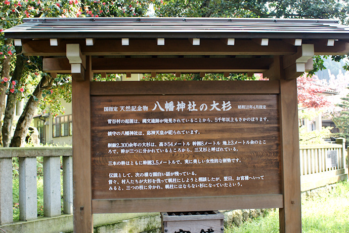 八幡神社の大杉　説明板