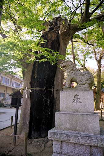 羽咋神社のケヤキ