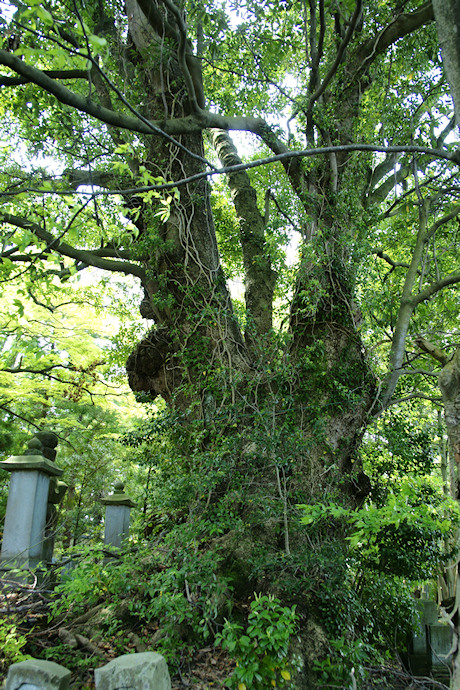 本覚寺のタブノキ