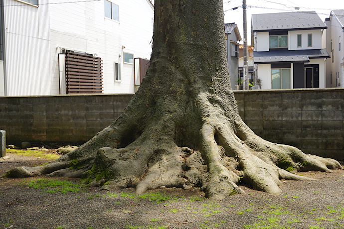 十一屋町八幡神社のケヤキ（拝殿側）