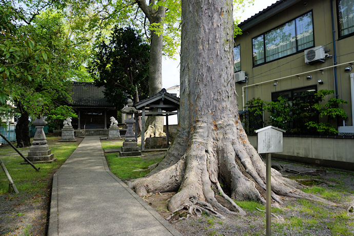 十一屋町八幡神社のケヤキ
