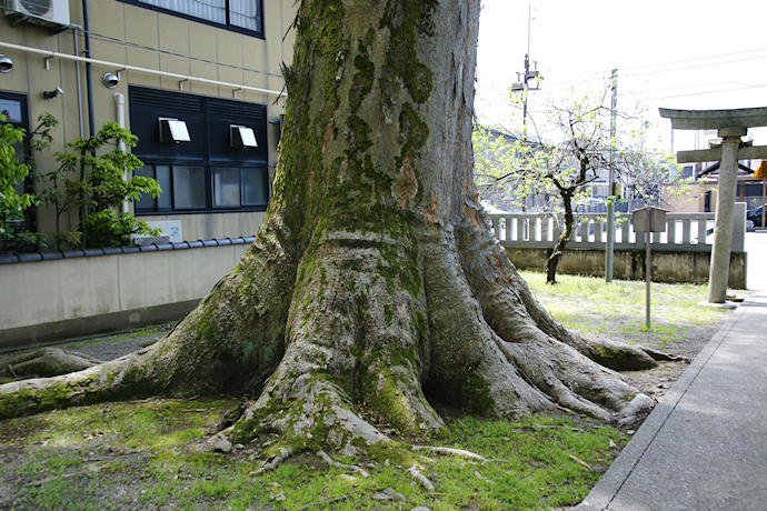 十一屋町八幡神社のケヤキ（鳥居側）