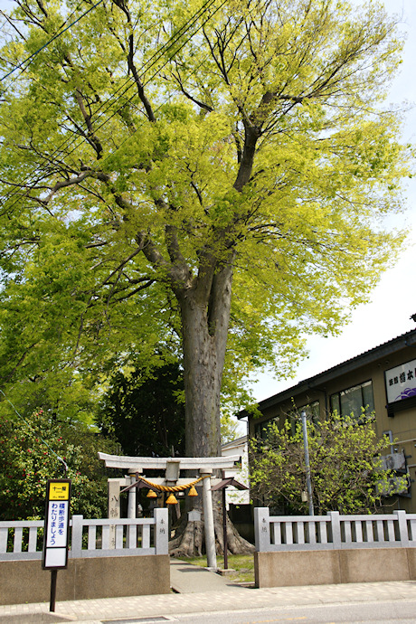 十一屋町八幡神社のケヤキ