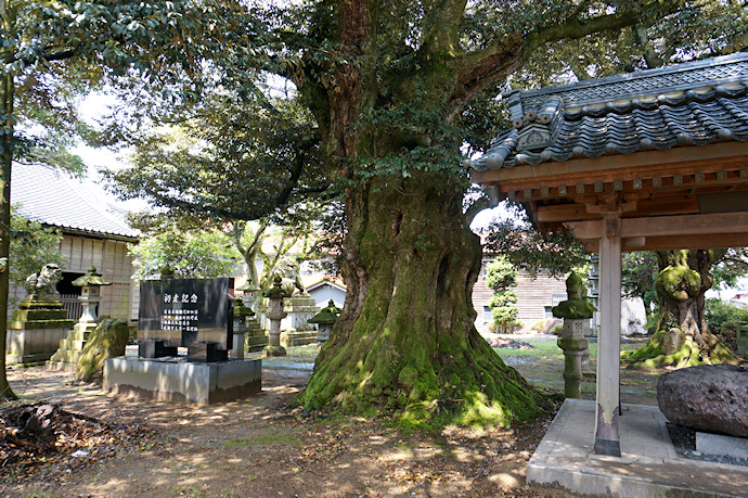 加茂神社のスダジイ