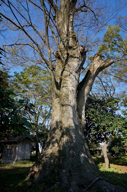 神田神社のケヤキ