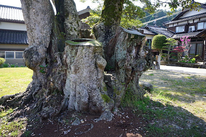 鹿島路のタブノキ