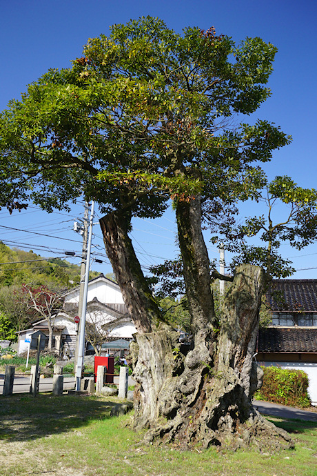 鹿島路のタブノキ