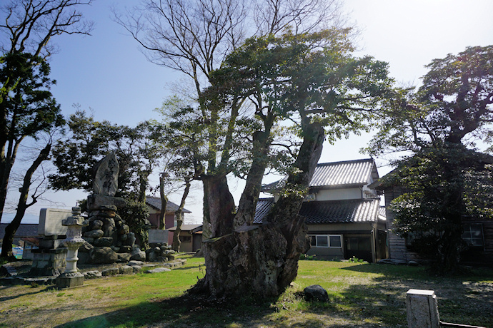 鹿島路のタブノキ