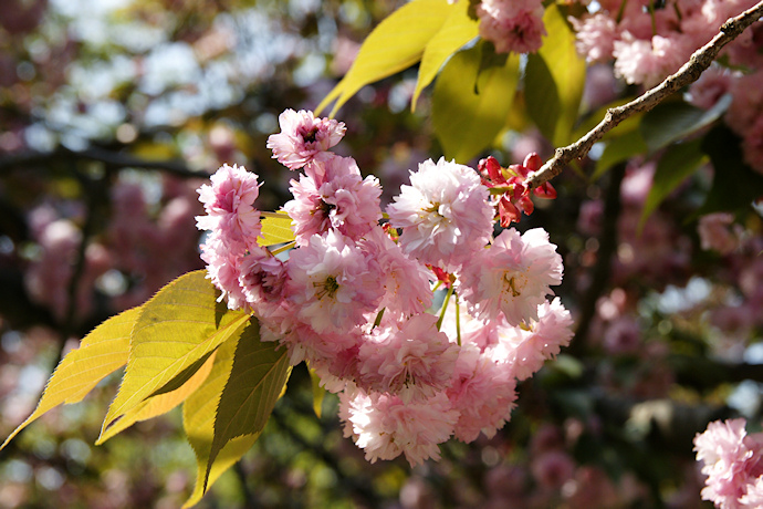 兼六園福桜