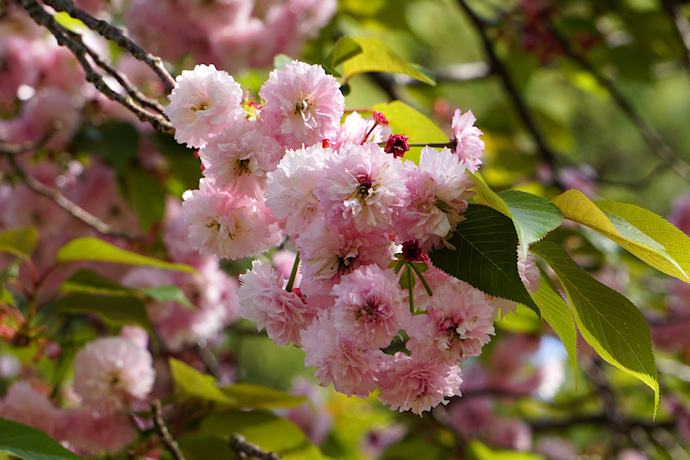 兼六園福桜