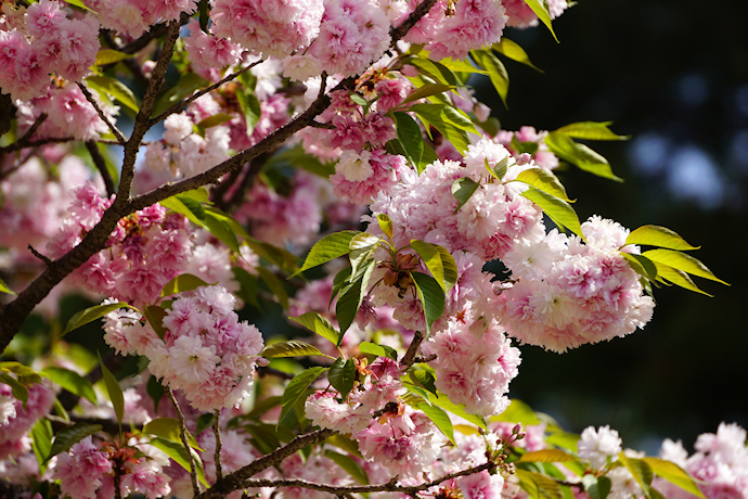 兼六園福桜