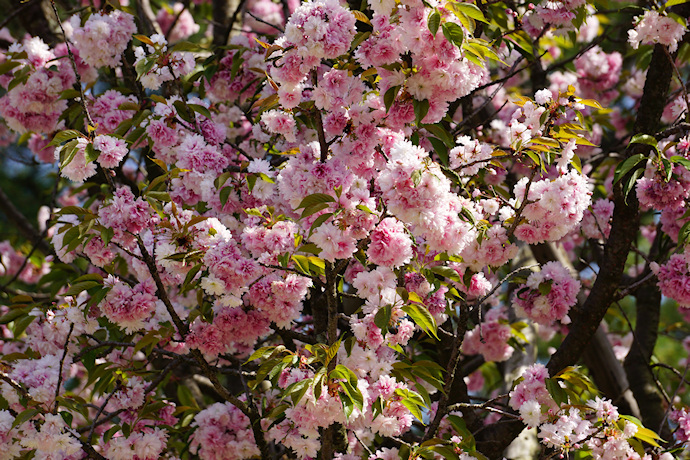 兼六園福桜