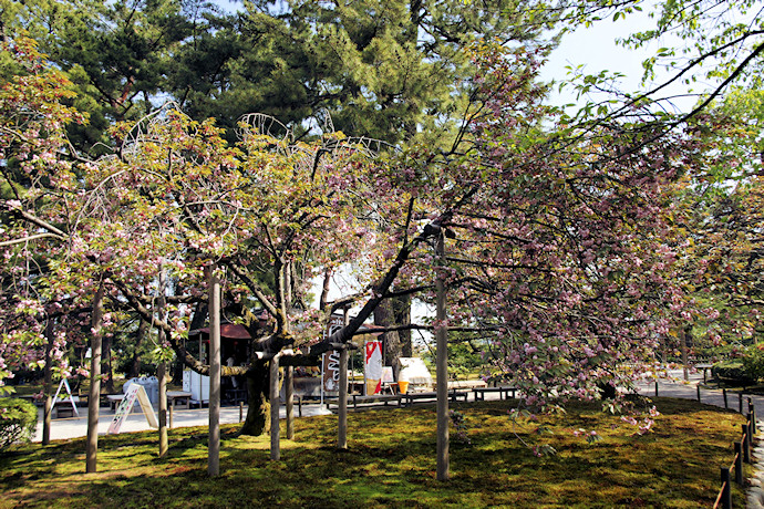 兼六園福桜