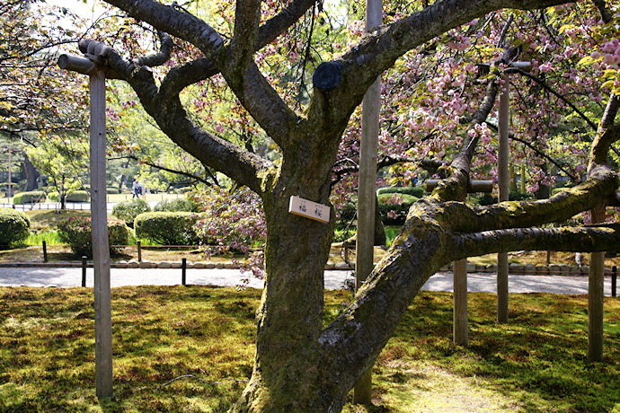 兼六園福桜