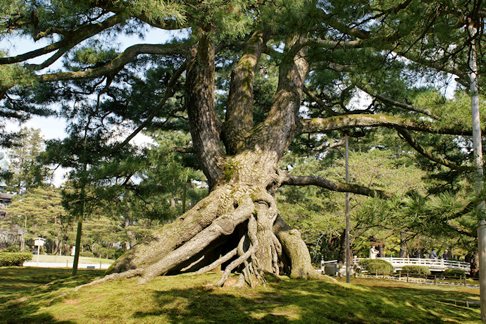 兼六園の根上の松