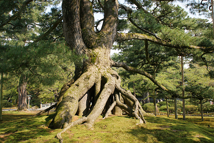 兼六園の根上の松