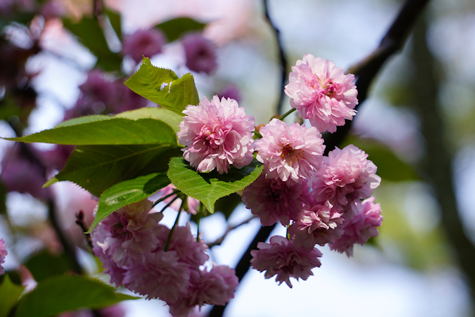 兼六園・名島桜