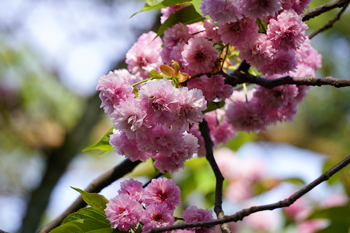 兼六園・名島桜