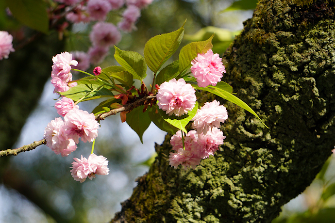 兼六園・名島桜