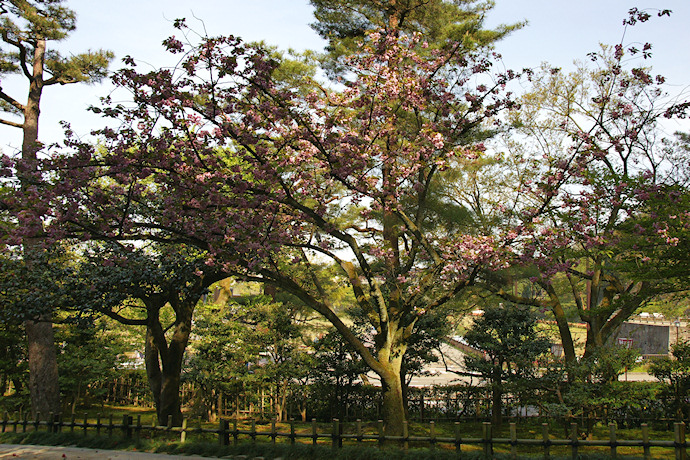 兼六園・名島桜