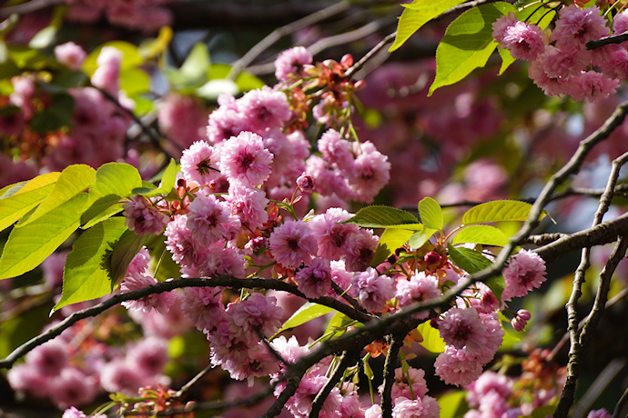 兼六園・塩釜桜