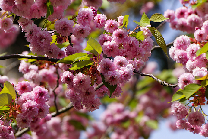 兼六園・塩釜桜