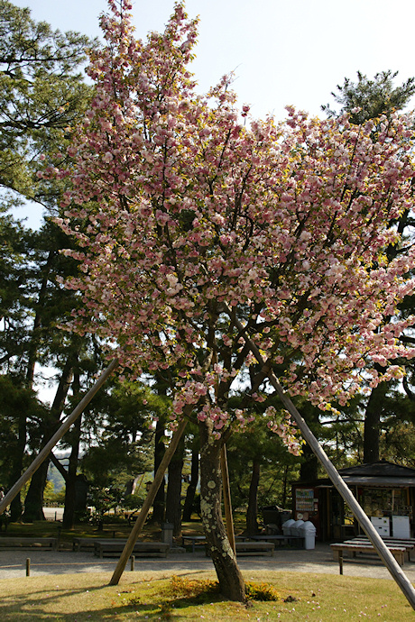 兼六園・塩釜桜