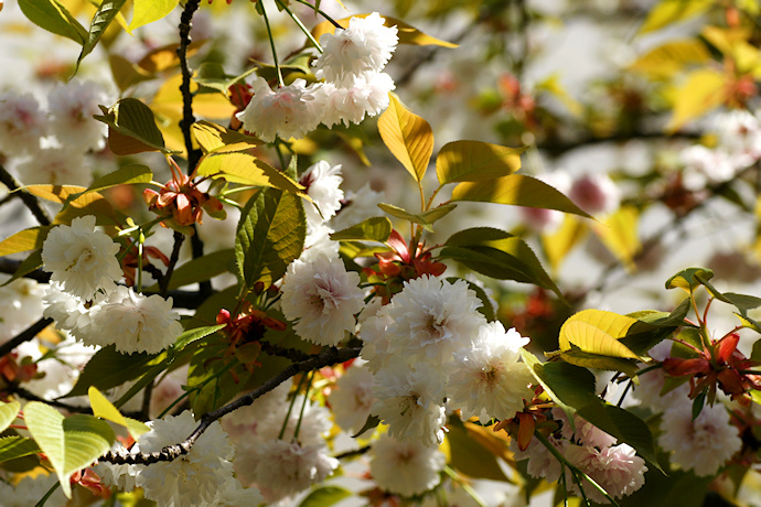 気多の白菊桜