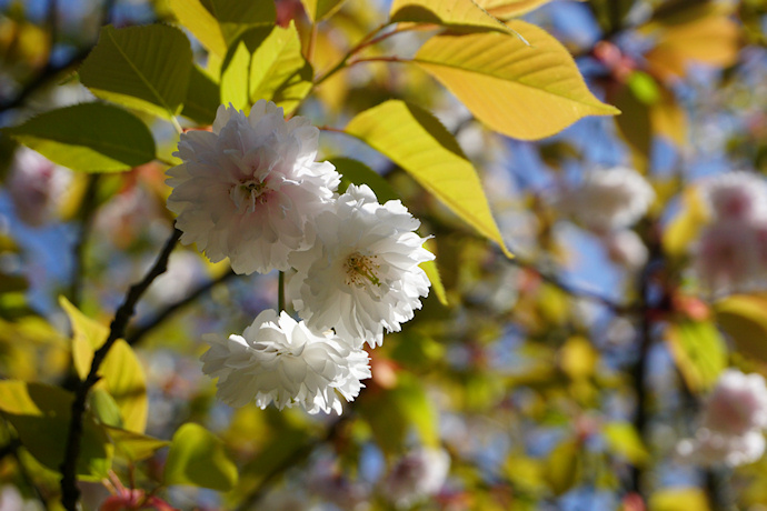 気多の白菊桜