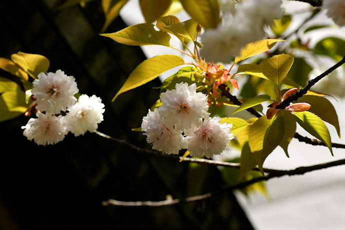 気多の白菊桜