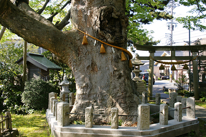 貴舩神社のケヤキ