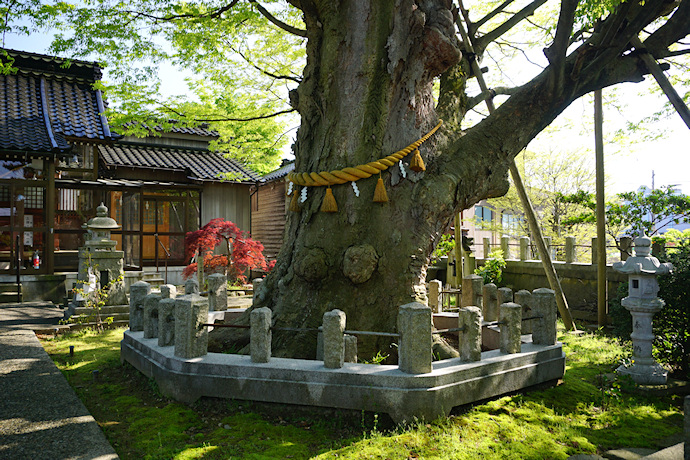 貴舩神社のケヤキ