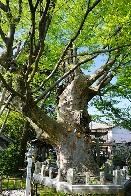 貴舩神社のケヤキ