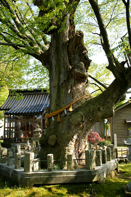 貴舩神社のケヤキ