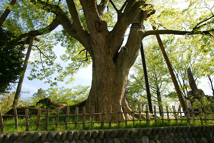 松任城趾公園のケヤキ