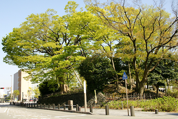 松任城趾公園のケヤキ