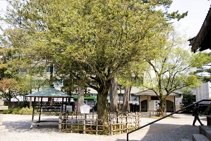 尾山神社のイスノキ