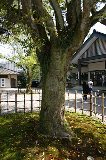 尾山神社のイスノキ